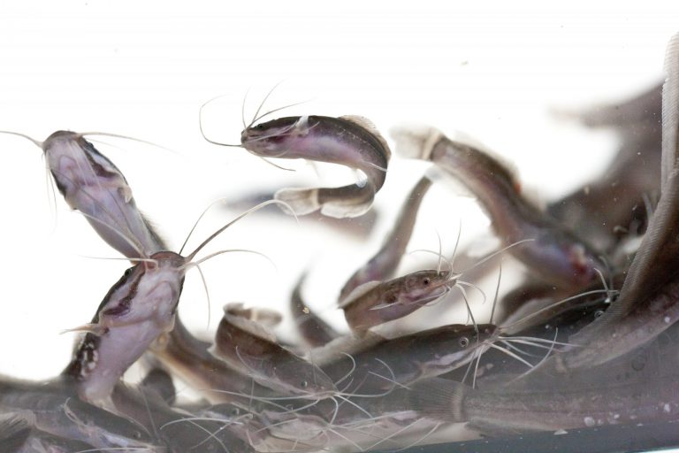 Project zonder informatie Archieven Page 4 of 9 Aquaculture ID