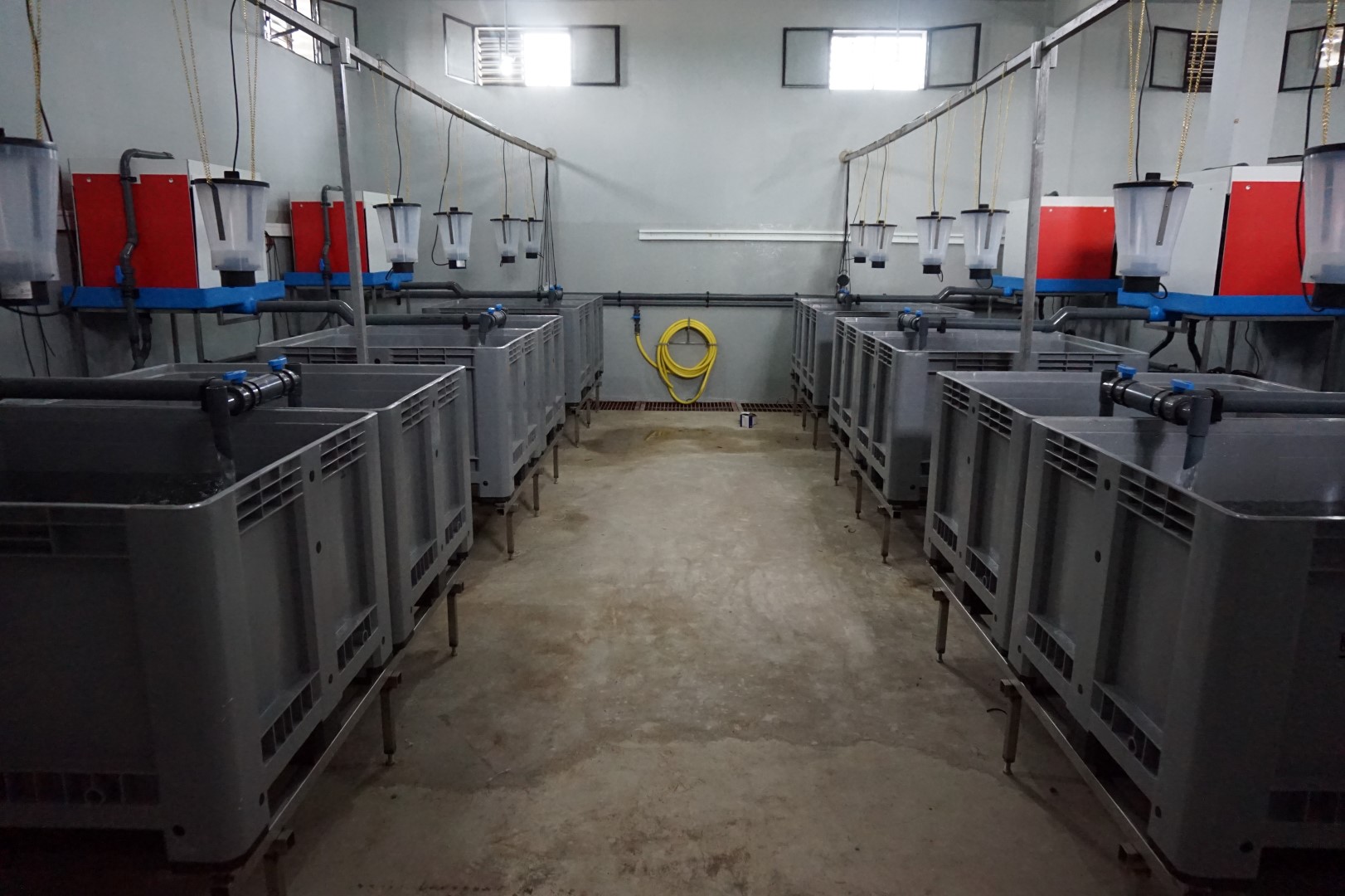 Catfish Fingerlings For Sale South Africa at Dale Day blog