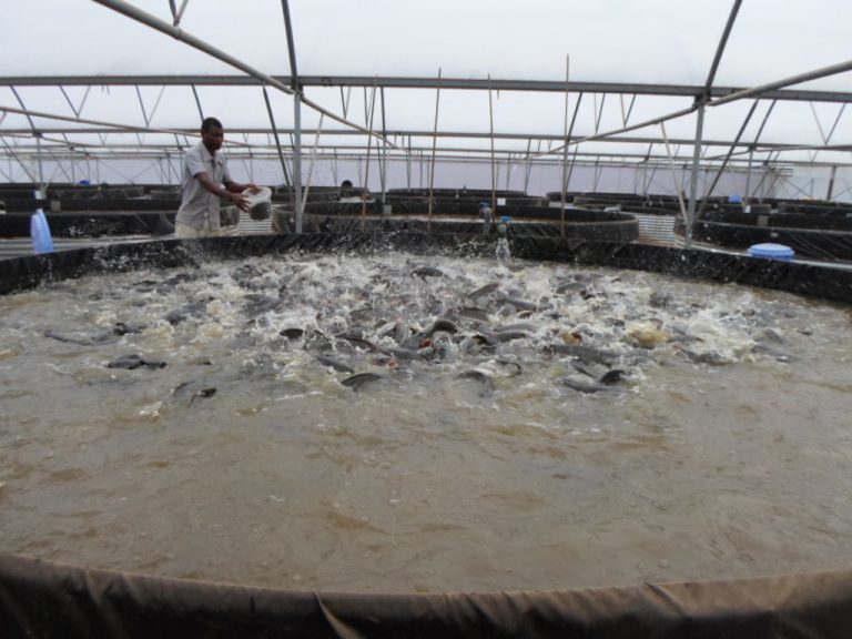 African catfish flow through system