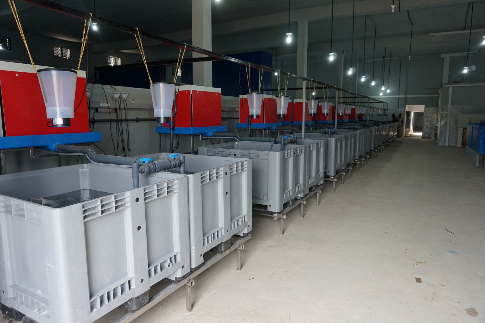 Tilapia fingerling system Aquaculture ID