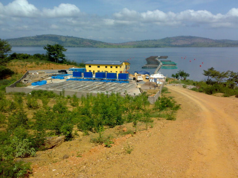 Tilapia Hatchery Ghana (2)
