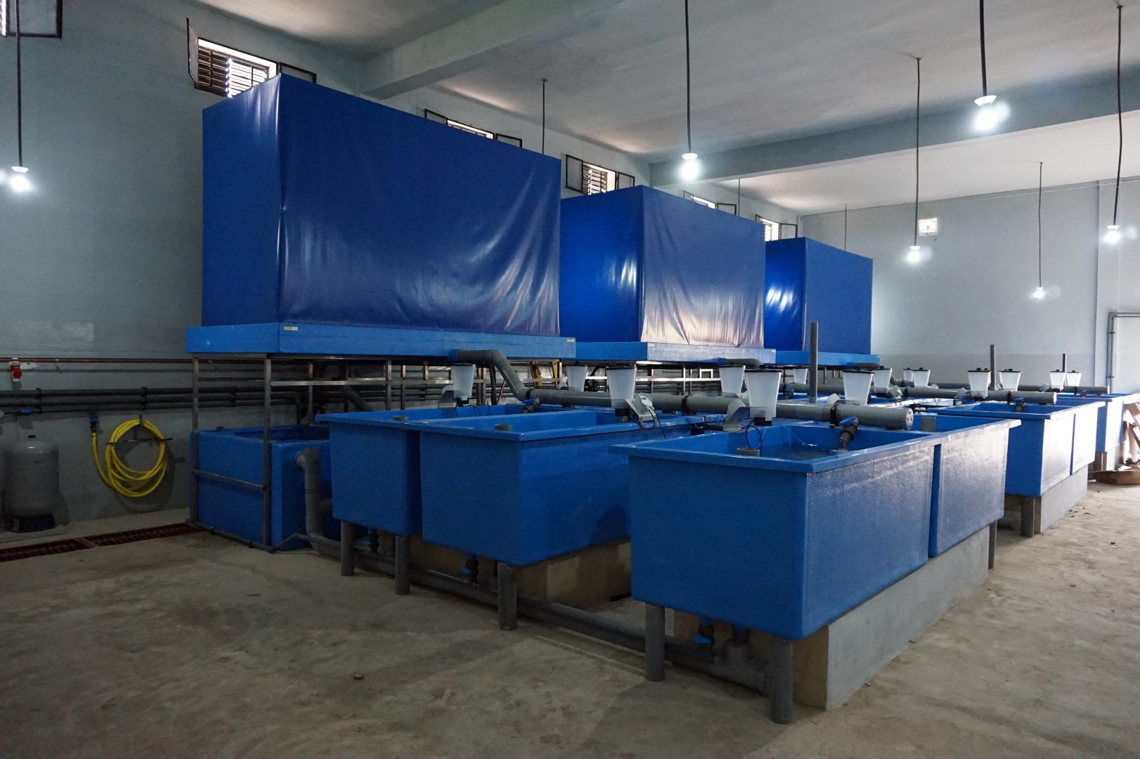 Tilapia Juvenile system Aquaculture ID