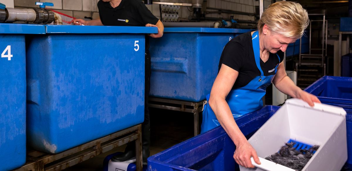 Fish grading equipment of Aquaculture ID Aquaculture ID