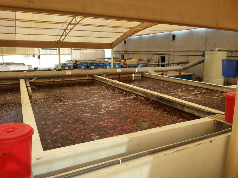 Dubai Tilapia RAS Grow Out (1)