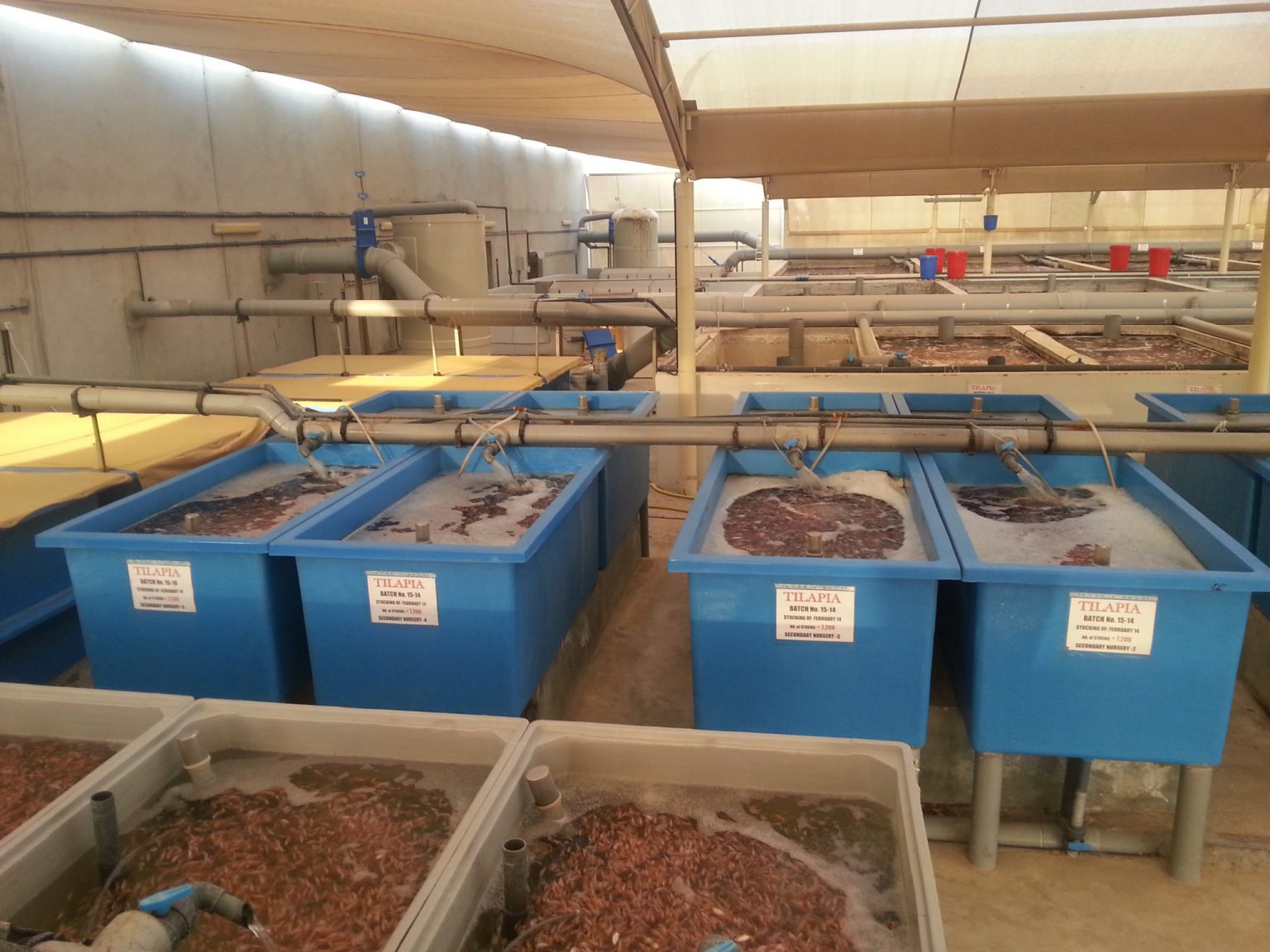 Turn key fish hatchery solutions for many fish species Aquaculture ID