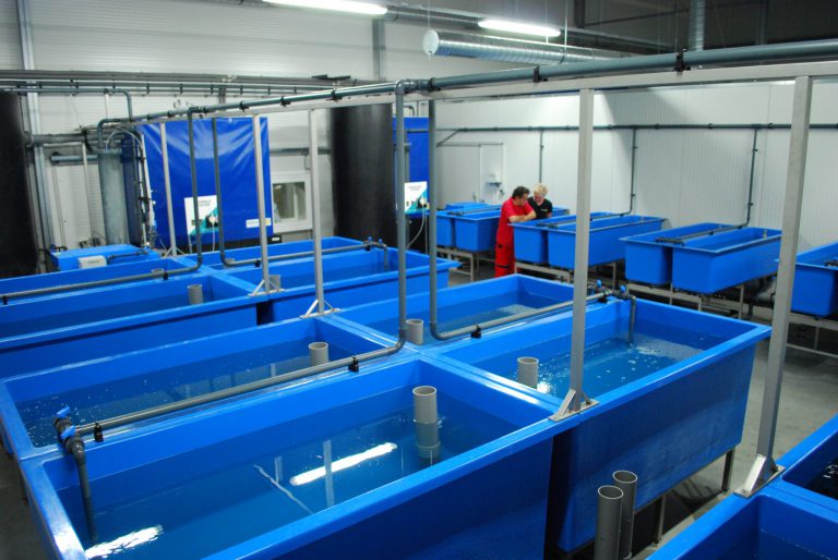 Turn key fish hatchery for African catfish in Slovakia